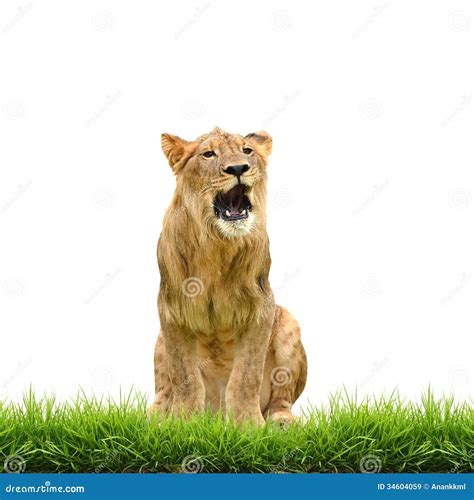 Male Lion With Green Grass Isolated Royalty Free Stock Images Image