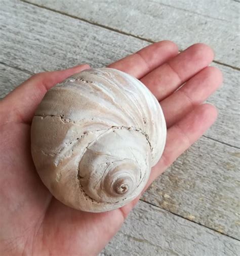 Moon Snail Shell Xlarge Beach Found Collectible Prince Etsy