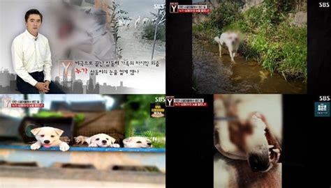 궁금한이야기y 강아지 삼동이의 눈을 멀게 한 남자 몸 곳곳 고문 흔적과 Cctv 증거 최 씨 모른다 부인 2