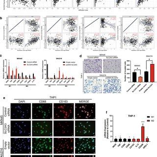 Slc A Promotes Gc Progression By Inducing Macrophage Infiltration And