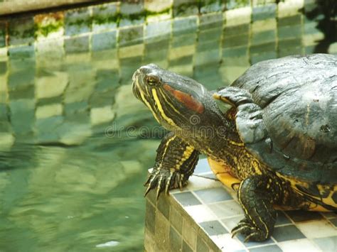 A Close Up Shot Of A Red Eared Turtle Trachemys Scripta Elegans Stock