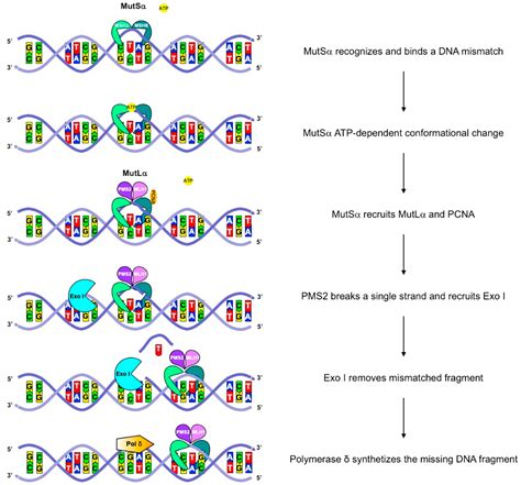 Cancers Free Full Text Lynch Syndrome From Carcinogenesis To