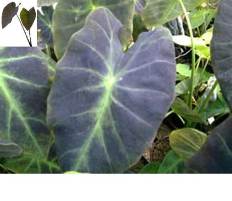 Black Beauty Elephant Ear Garden Plantation