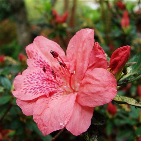 Flower Photos Azaleas Bloom In Spring