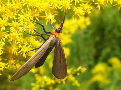 Virginia Ctenucha Moth Project Noah