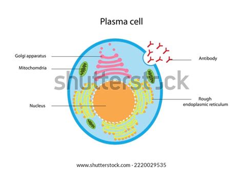 Structure Plasma Cell White Blood Cells Stock Illustration 2220029535 | Shutterstock