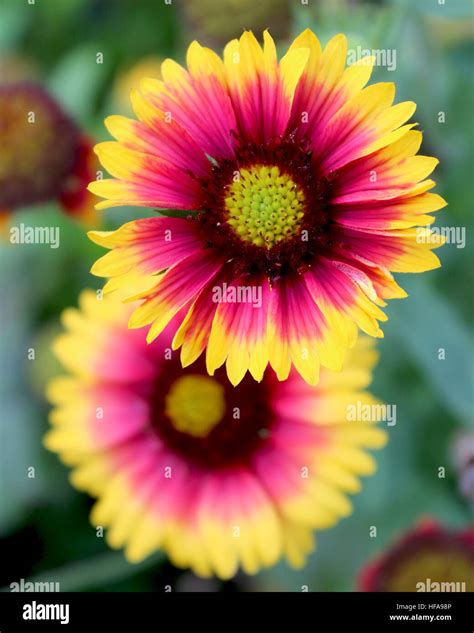 The Bright Yellow And Red Flowers Of Gaillardia Pulchella Picta Also