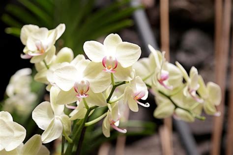 Premium Photo | Several light green orchids in a greenhouse