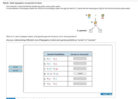 Solved: Allele Segregation And Gamete Formation One Charac... | Chegg.com