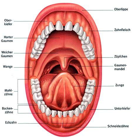LS1 Mundhöhle Karteikarten Quizlet