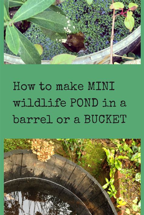 How To Make A Mini Wildlife Pond The Middle Sized Garden Gardening Blog