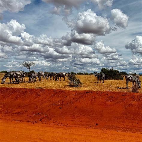 Kenias Naturjuwel Safari Abenteuer Im Tsavo Ost Nationalpark