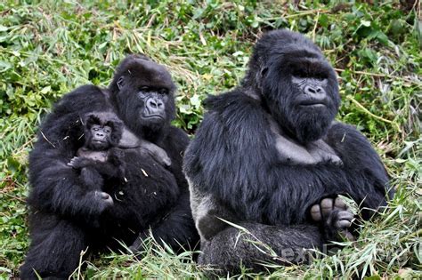 A Life Cycle Of A Gorilla Stancill Mezquita