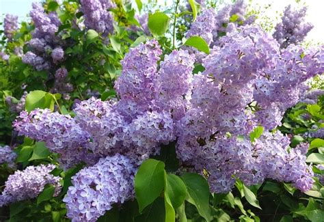 20 Stunning Lilac Varieties To Fill Your Garden With Fragrance Color