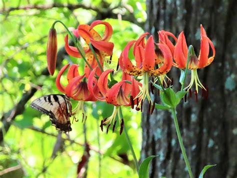 Plant Of The Month July 2022 Turk’s Cap Lily — Northern Neck Native Plant Society