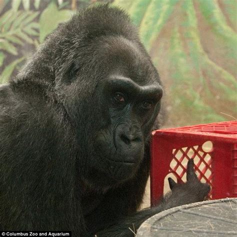 Colo The Worlds Oldest Zoo Bred Gorilla Marks Her 58th Birthday