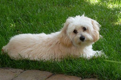 5 Pics That Prove Cavachons Are The Cutest Dogs On Earth Cutest Dog