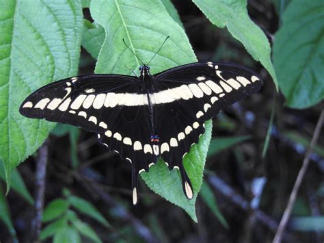 Papilio Thoas Picture Insect