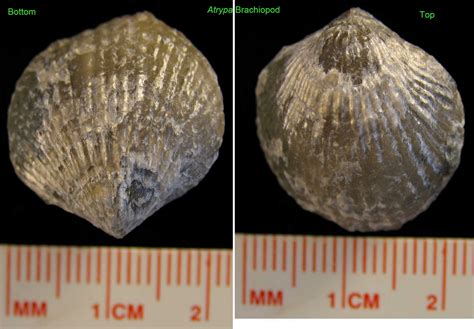 Louisville Fossils and Beyond: Brachiopod Fossils for Sale