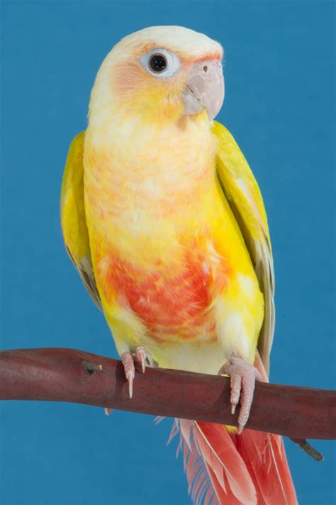 Green Cheeked Conures Avian Resources