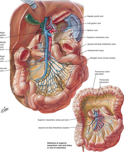 Anatomy And Physiology Of The Small Intestine Clinical Tree