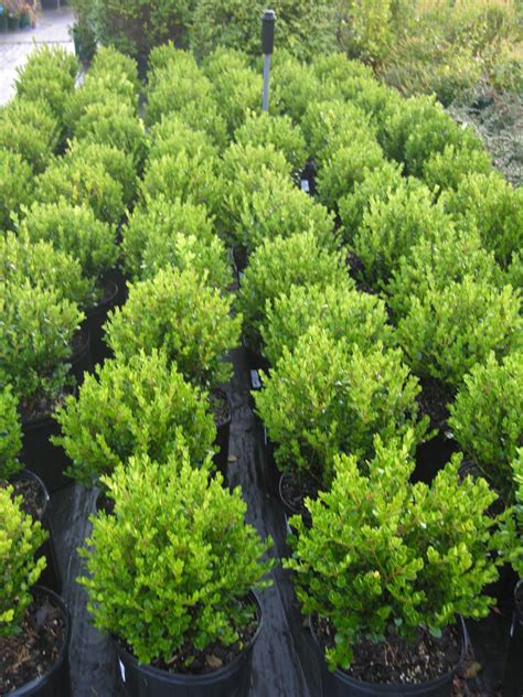 Winter Gem Boxwood | Katsura Gardens