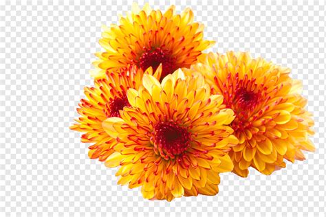 Чай из хризантем Border Flowers Хризантема × grandiflorum, цветок, png ...