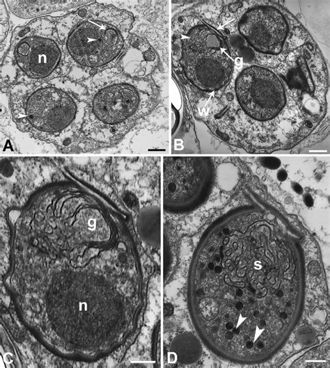 Ultrastructure Of Haplosporidium Patagon N Sp A Sporocyst With Four