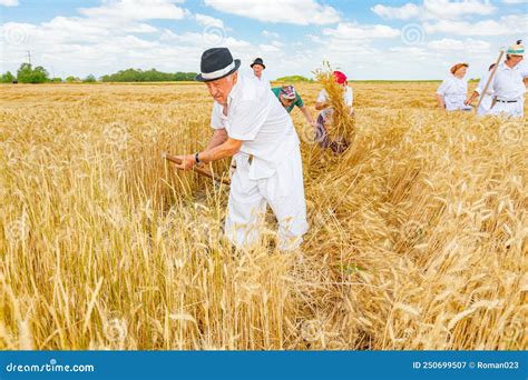 People Are Reaping Wheat Manually In A Traditional Rural Way Editorial