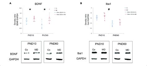 Effects Of Md On Bdnf And Iba Levels In Pfc On Pnd And Pnd Dot