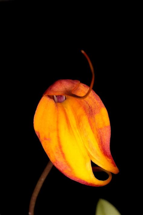 Masdevallia Niesseniae Wiel Driessen Flickr