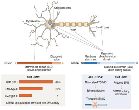 Biomedicines Free Full Text Stathmins And Motor Neuron Diseases