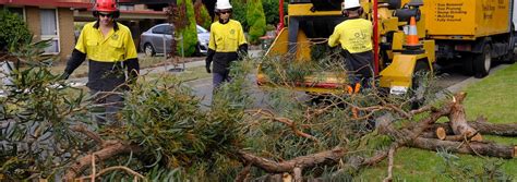 Tree Removal In Western Australia Jim S Trees