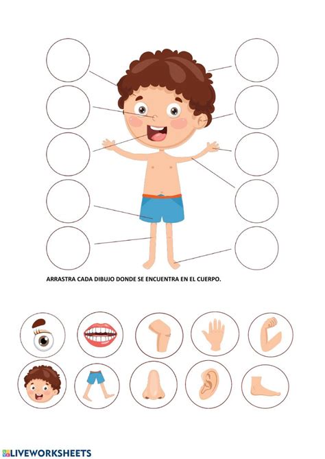 Liveworksheets Partes Del Cuerpo