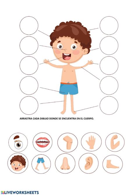 Las Partes Del Cuerpo Worksheets