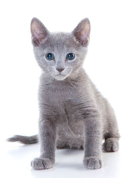 Russian Blue Características Cachorros Y Otra Información