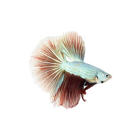 Male Dragonscale Bettas For Sale Order Online Petco