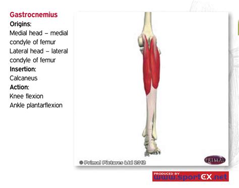 Gastrocnemius Muscle Origin And Insertion