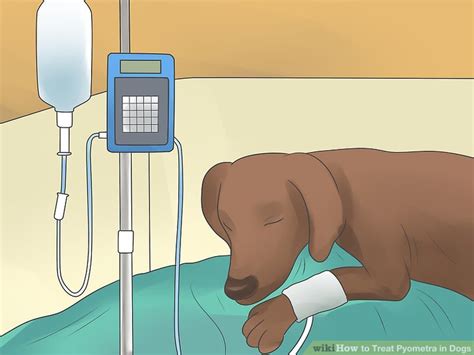 3 Ways To Treat Pyometra In Dogs Wikihow