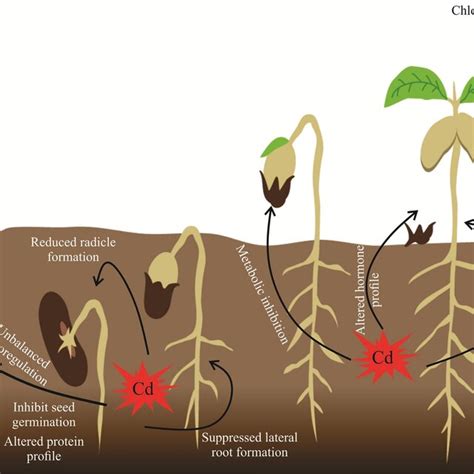 Effects Of Cadmium On Plants And Their Mitigatig Stragtagies A Toxic