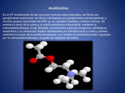 Neurona Y Neurotransmisores Ppt