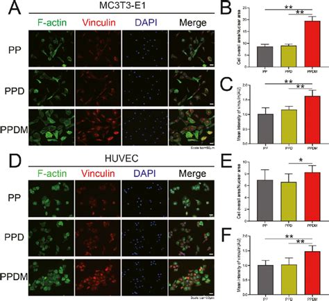 Adhesion Of Huvecs And Mc3t3 E1 Cells Cocultured With Scaffolds By