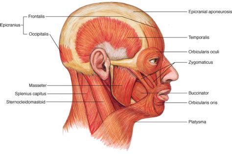 Facial Muscles Diagram Quizlet