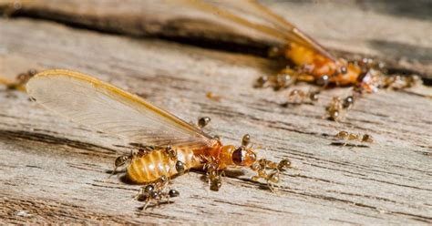 Difference Between Termites And White Ants Pest Control Cairns