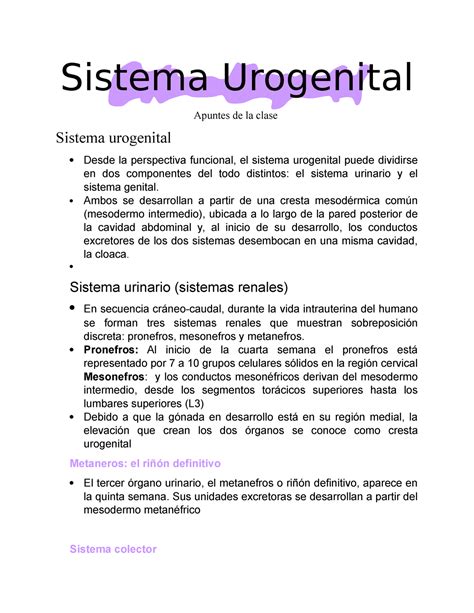 Sistema Urogenital Resumenes Sistema Urogenital Apuntes De La Clase