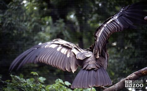 crow landing in tree