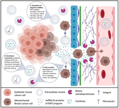 Tumor Derived Extracellular Vesicles Evs Promote Breast Cancer Cell Download Scientific