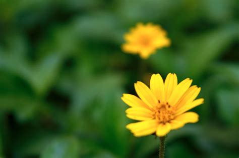 Bright Sunset Yellow Flowers Yellow Flowers Flowers Sunset