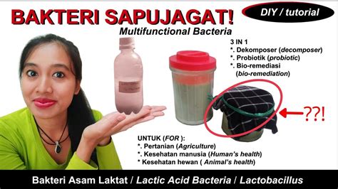 Membuat Serum Bakteri Asam Laktat How To Make Lactic Acid Bacteria