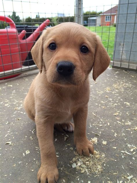 21 cutest fox red lab puppies ever – Artofit